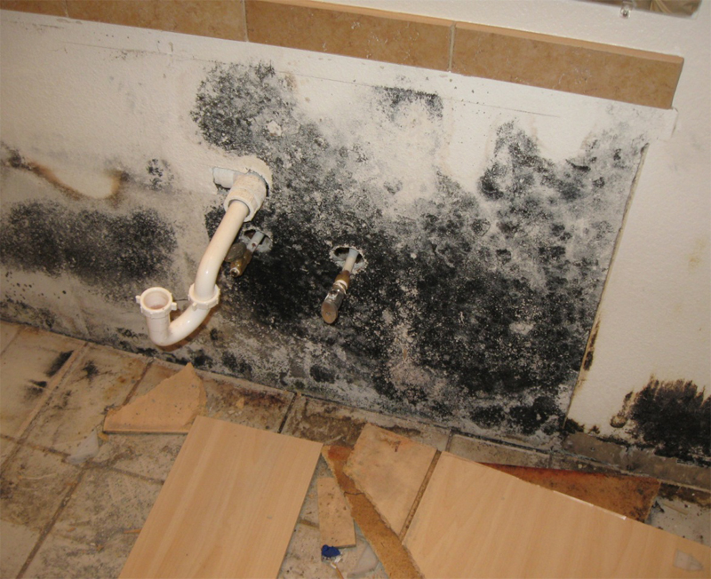 Mesa mold remediation AZ